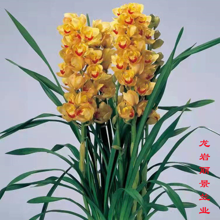 兰花惠兰大花蕙兰原盆原土连体今年开花苗室内室外办公室花卉绿植