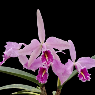 卡特兰原卡红马室办公室花卉盆栽绿植原盆连体今年开花苗花卉洋兰