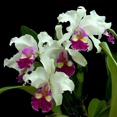 卡特兰半白哈德娜C,hardyana.var,semi-alba室内办公室花卉洋兰花