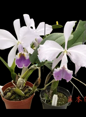 卡特兰蓝色瓦涅里米兰达交x蕾塔娜今年开花苗室内办公室花卉洋兰