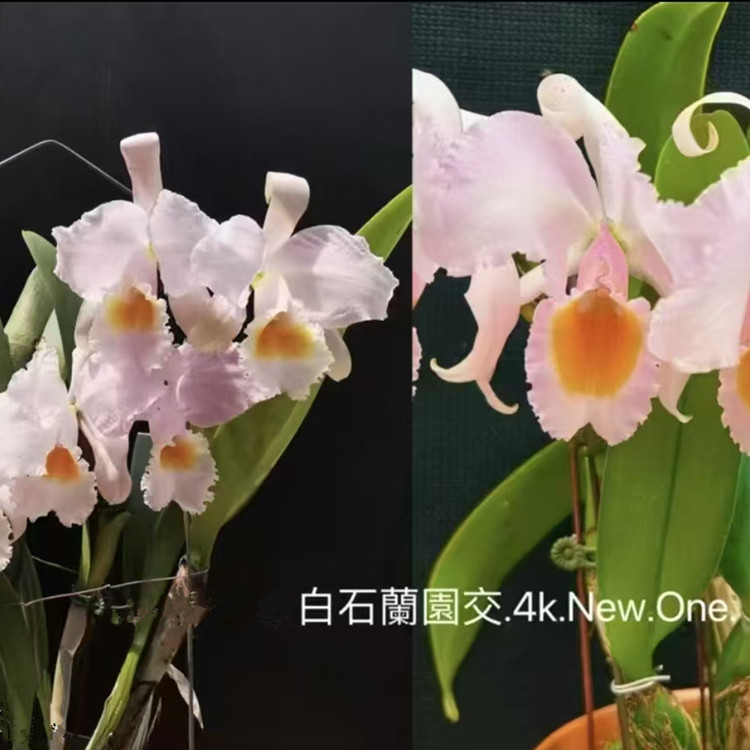 卡特兰原卡舒罗白石蘭園X4K.New.One室内办公室花卉盆栽绿植洋兰
