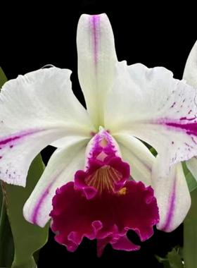 卡特兰白剑英 Rlc. Kuwale Gem 洋兰花卉盆栽绿植室内办公室