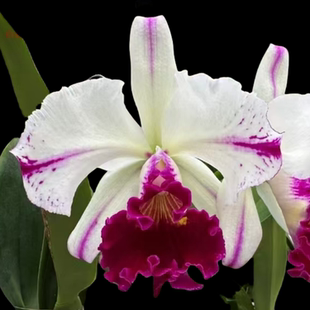 Gem Kuwale 洋兰花卉盆栽绿植室内办公室 Rlc. 卡特兰白剑英