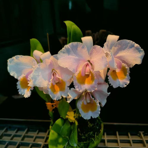 卡特兰原卡舒罗月光 C. schroederae ‘Moon Light' 确定花色洋兰