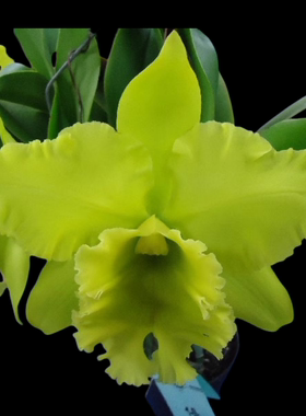 卡特兰带花苞柠檬香绿色大花Rlc. Sung Ya Green东方绿原盆洋兰花