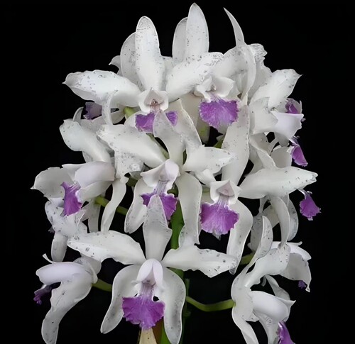 卡特兰C. amethystoglossa var. coerulea蓝色阿美西施确定花色