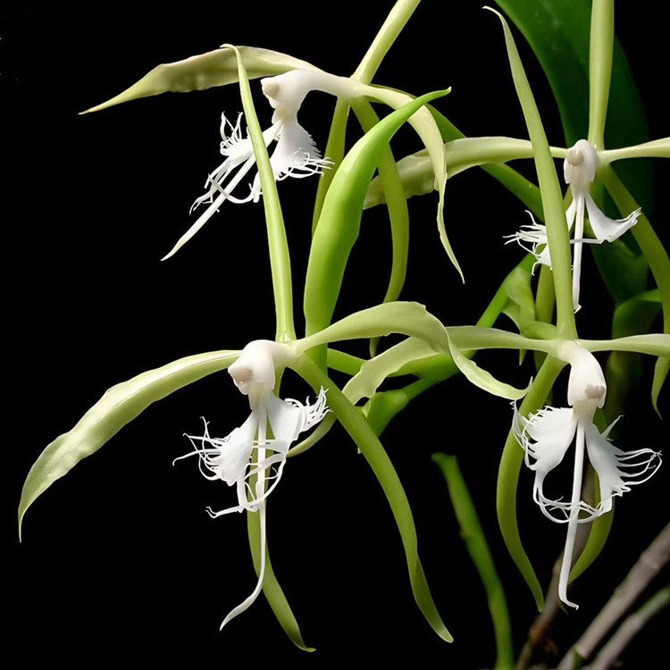 缘毛树兰 Epidendrum ciliare室内客厅庭院绿植花卉盆栽花洋兰