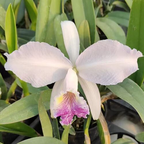 卡特兰蓝路德C.luaddeminniana var coerulea室内洋兰花盆栽花卉
