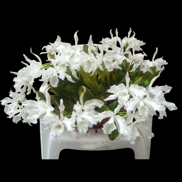 卡特兰C. lobata alba ‘June白花罗巴塔室内办公室花卉盆栽洋兰