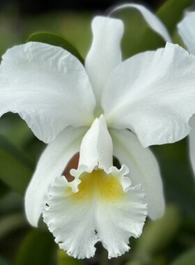 卡特兰白杰马尼C. jenmanii alba 'Fuchs Snow' FCC/AOS洋兰花