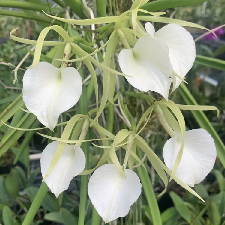 卡特兰确定花色心唇白拉索 B. subulifolia室内办公室花卉洋兰花