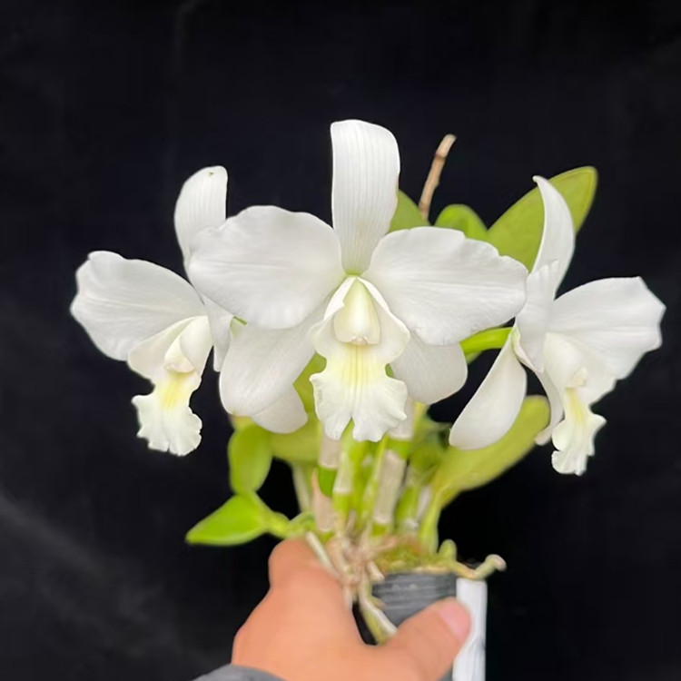 卡特兰C. White Bridal 'Yuki' 优姬浓香中型白花室内办公室洋兰
