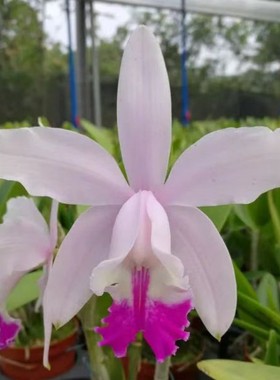 卡特兰双叶原卡浅粉色英特C. intermedia 苏维西玛室内办公室花卉