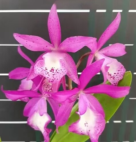 卡特兰白拉索Taiwan Mermaid台湾美人鱼确定花色室内办公室洋兰业
