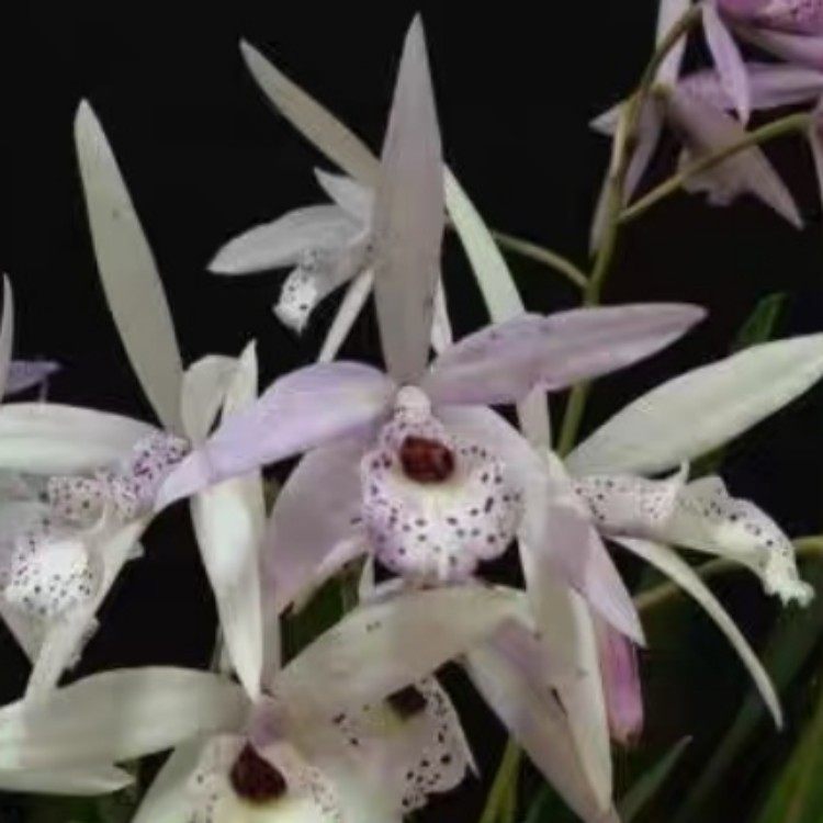 卡特兰棒叶四季樱花 Bc. Petite Stars 粉色白拉索棒叶原盆连体苗,鲜花速递/花卉仿真/绿植园艺,国兰/杂交兰/洋兰类,淘宝优惠券,粉丝福利购,淘宝优惠卷