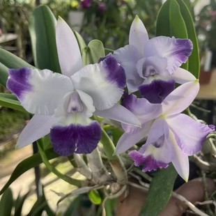 卡特兰 C. Cariad's Mini-Quinee 蓝鸟带花经典蓝插角中小型室内