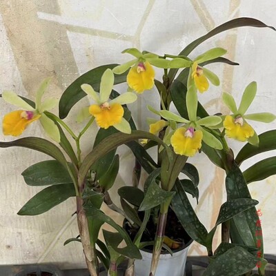 好养树兰龙岩丽景兰业