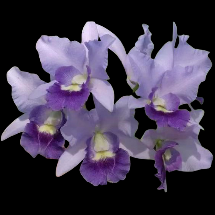 卡特兰皇家紫蓝袍 确定花色Ctt. Final Bl中多花室内客厅花卉洋兰图片