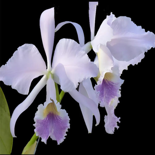 卡特兰原卡确定花色蓝拉比Cattleya labiata fma. coerulea 洋兰