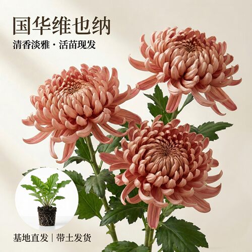 【国华维也纳】大菊花苗独本菊花苗瑞云殿国华大菊系列狮子头菊