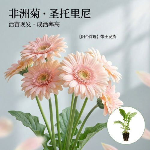 非洲菊圣托里尼5颗小苗四季开花