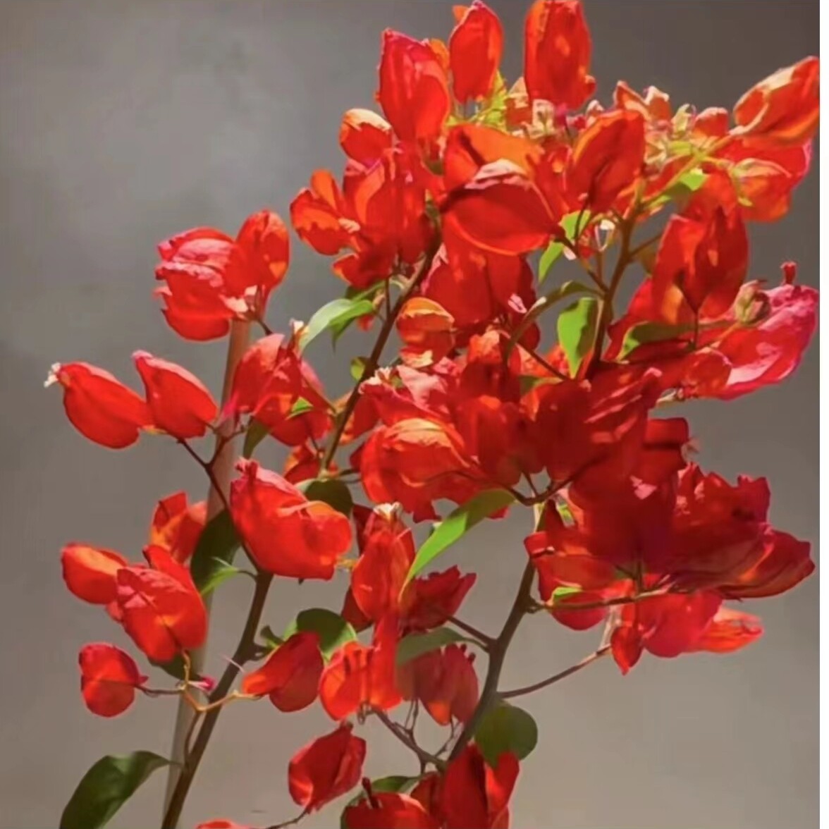 红灯笼三角梅盆栽四季开花树苗爬藤重瓣带原土漳红樱庭院勤花阳台