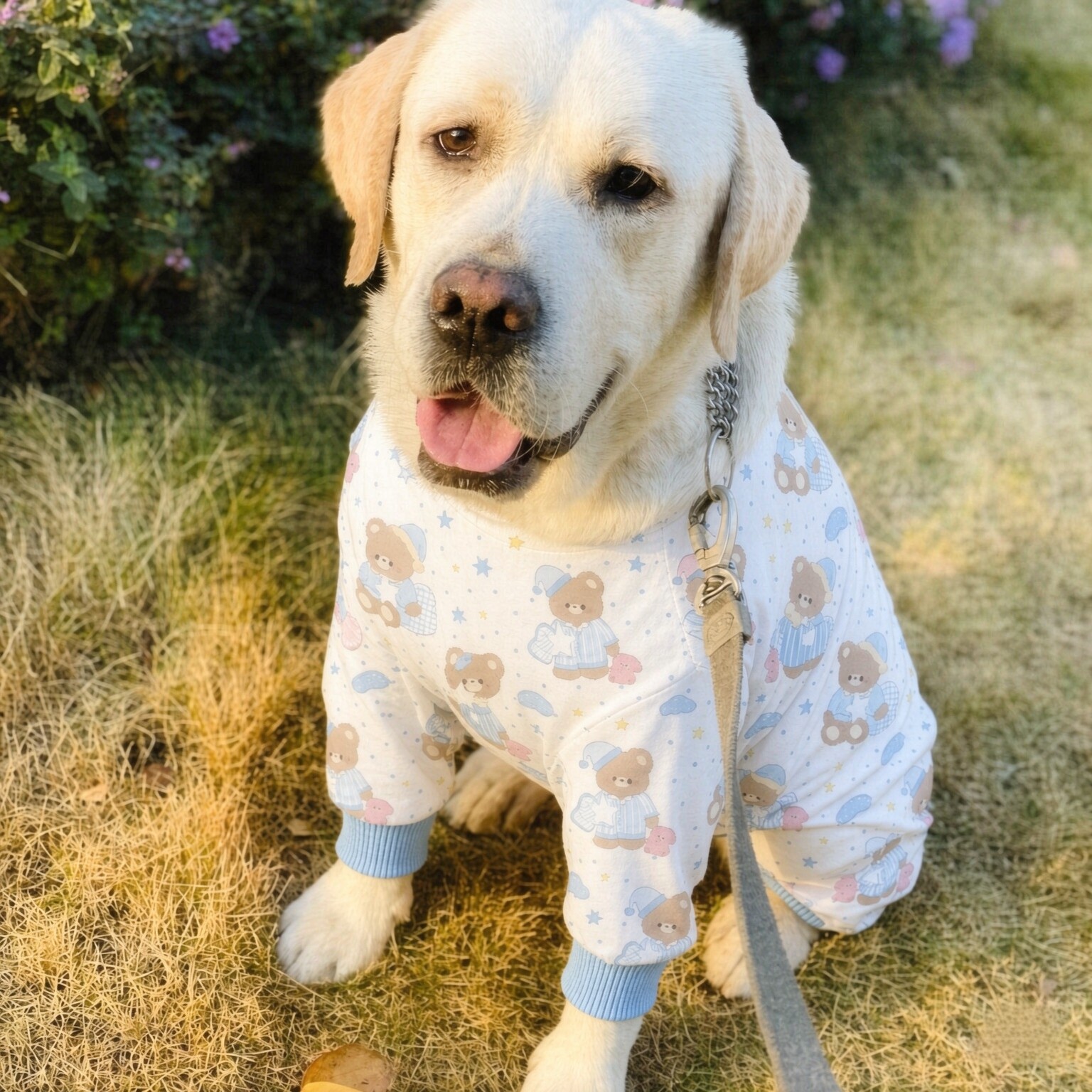 升级款狗狗四脚护肘衣后腿关节保护大型犬纯棉萨摩耶拉布拉多衣服