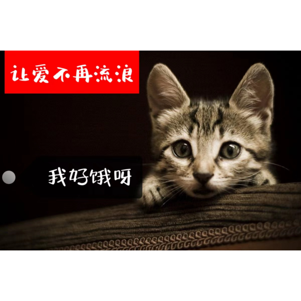 爱心云投喂——跟随姐姐一起让更多的户外流浪猫吃上猫粮-封面