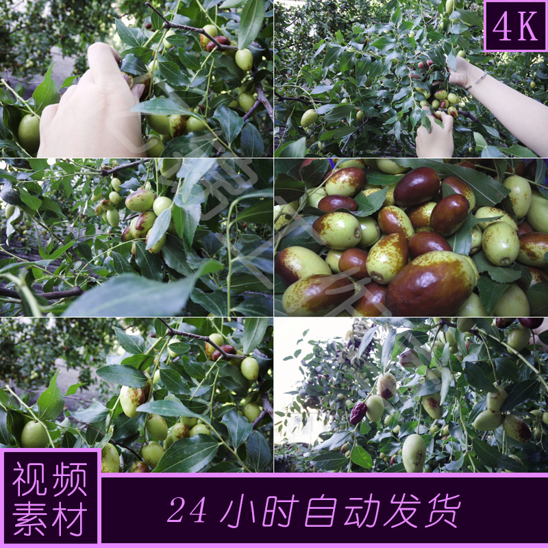 4k原创摘红枣农家乐枣树视频素材