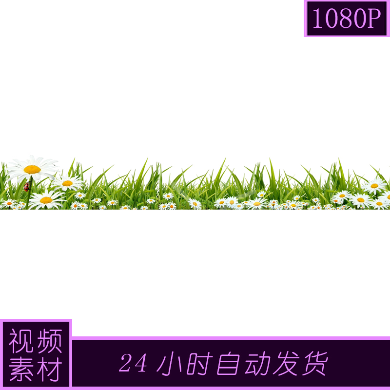 洋甘菊草地通道动态背景视频素材