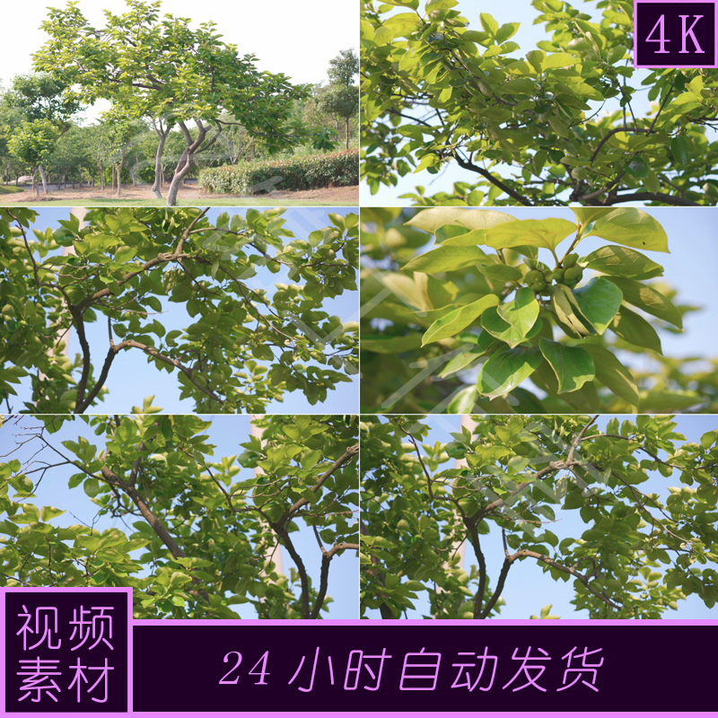 4k原创柿树绿色植物绿化实拍视频素材