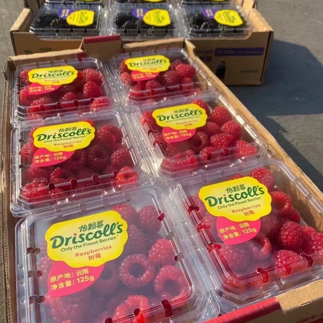 大果怡颗莓树莓 新鲜云南红树莓鲜果树梅一颗覆盆子独立包装顺丰