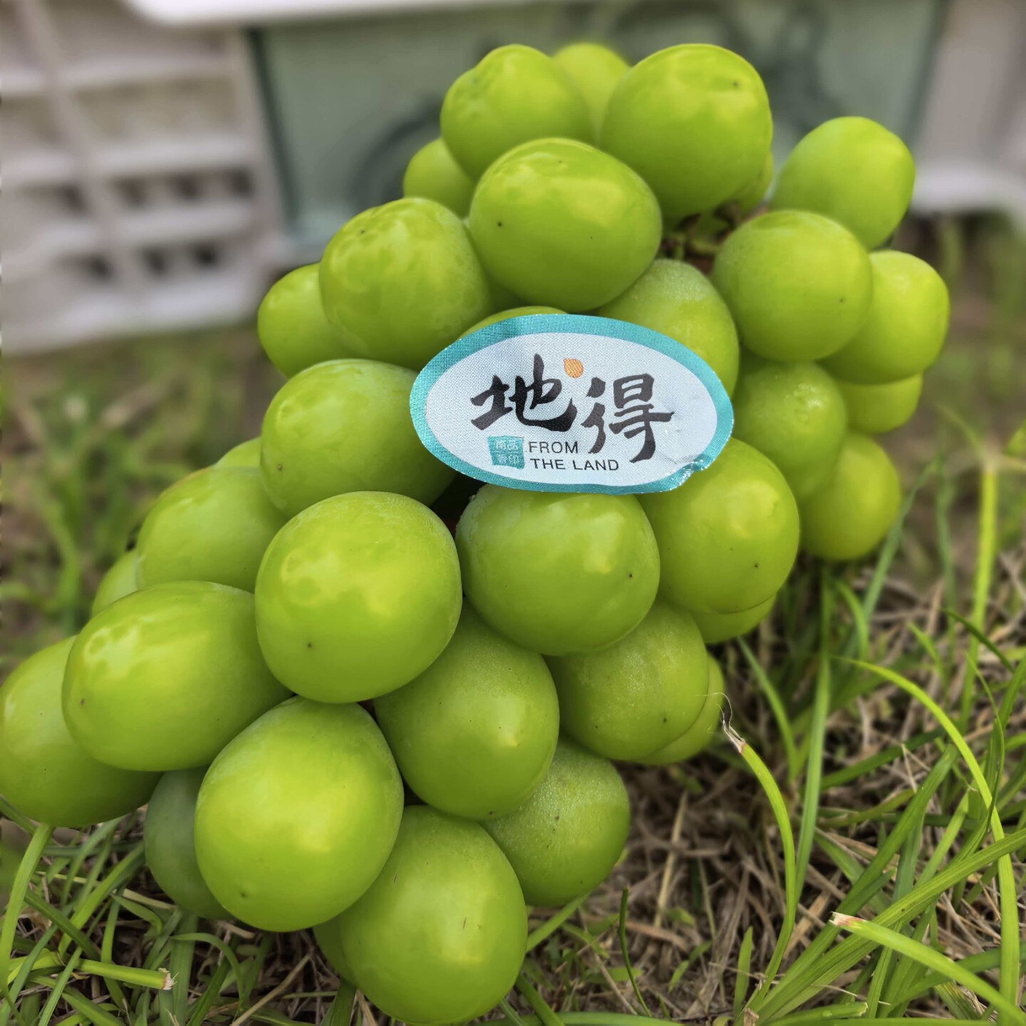 地得晴王葡萄特级香印青提日本品种阳光玫瑰水果顺丰快递