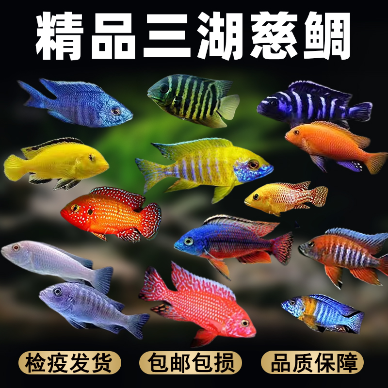 渔你有缘 三湖慈大马鲷鱼蓝波虎鱼伊巴卡蓝六间非洲王子蓝面财神