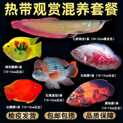 热带观赏鱼混养套餐大全