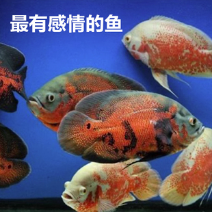 【渔你有缘】地图鱼观赏鱼火麒麟野黑白地图鱼热带观赏鱼专用饲料