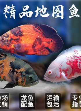 渔你有缘地图鱼黑白地图淡水活体中大型热带观赏鱼血麒麟野地图