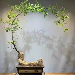 直播间一物一拍小叶簕竹生桩新手练手桩室内盆景绿植四季 常绿