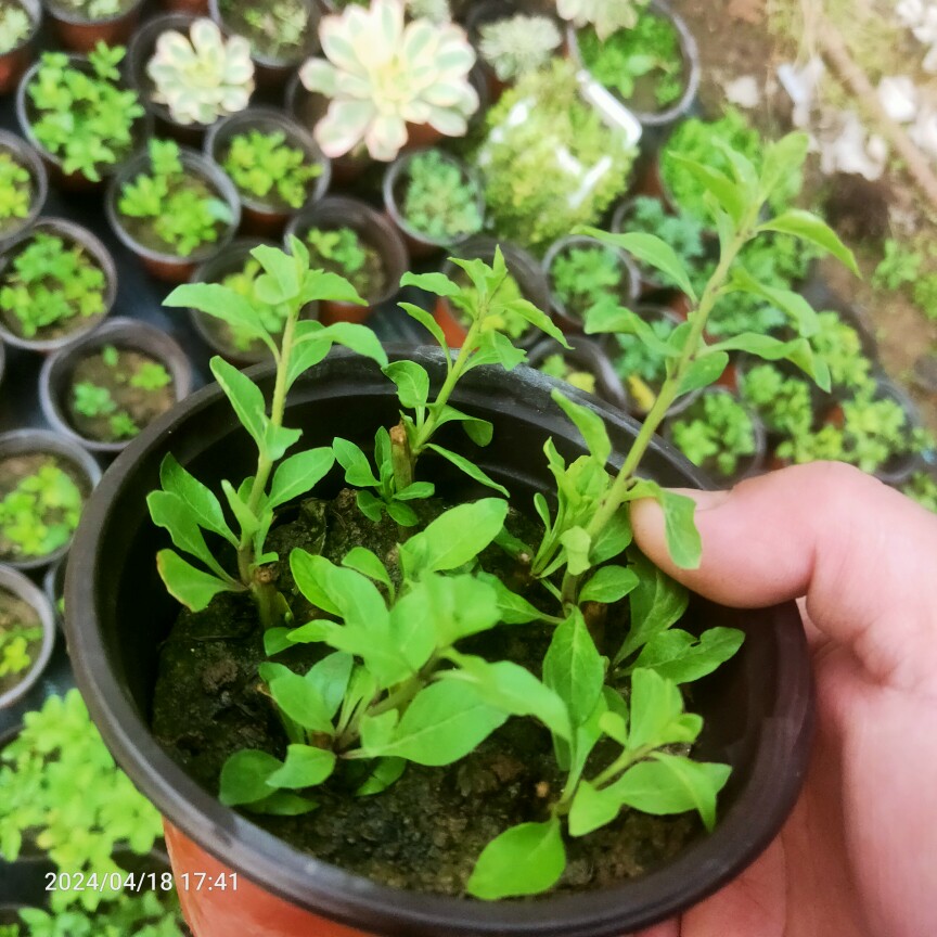 蜜蜡黄水晶黄果枸杞可食用可做盆栽花果盆景素材扦插苗