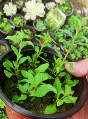 蜜蜡黄水晶黄果枸杞可食用可做盆栽花果盆景素材扦插苗