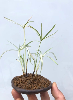 Cyperus alternifolius 'Variegatus'斑叶旱伞草 花叶风车草 白锦