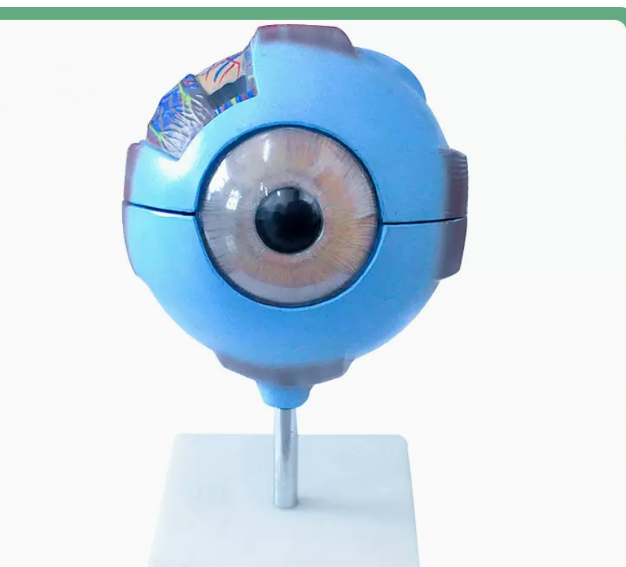 幼教幼儿园小学科学探索教学具口腔牙齿耳鼻骨骼心脏保健护理模型