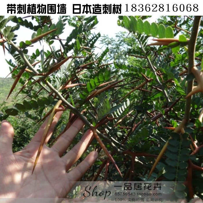 日本造刺树种子 造刺树树苗 带刺植物围墙篱笆 防盗围墙 防护栏 - 小编推荐 - WePost 全民代运 - 马来西亚中国淘宝代运与集运专家
