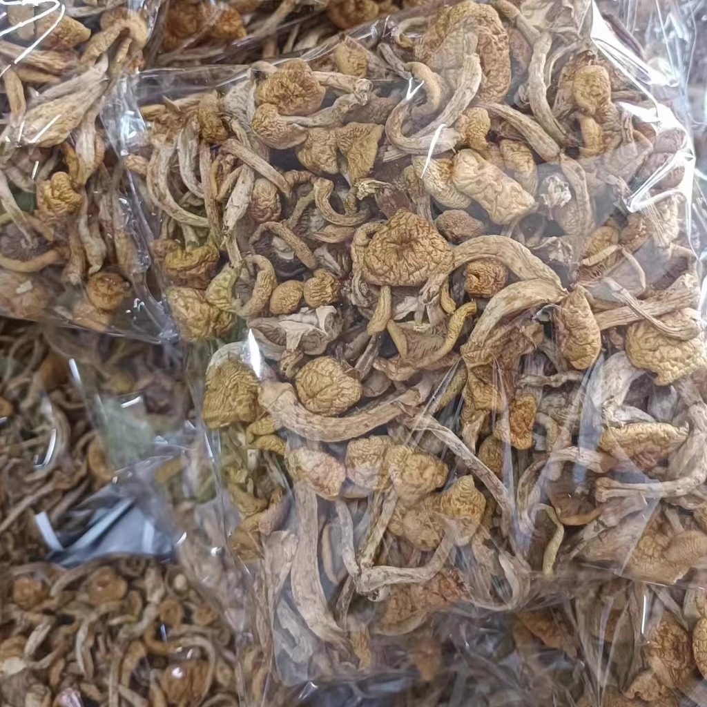大兴安岭头茬滑子菇干货新蘑菇特产滑子蘑250g500g小黄蘑炖鸡