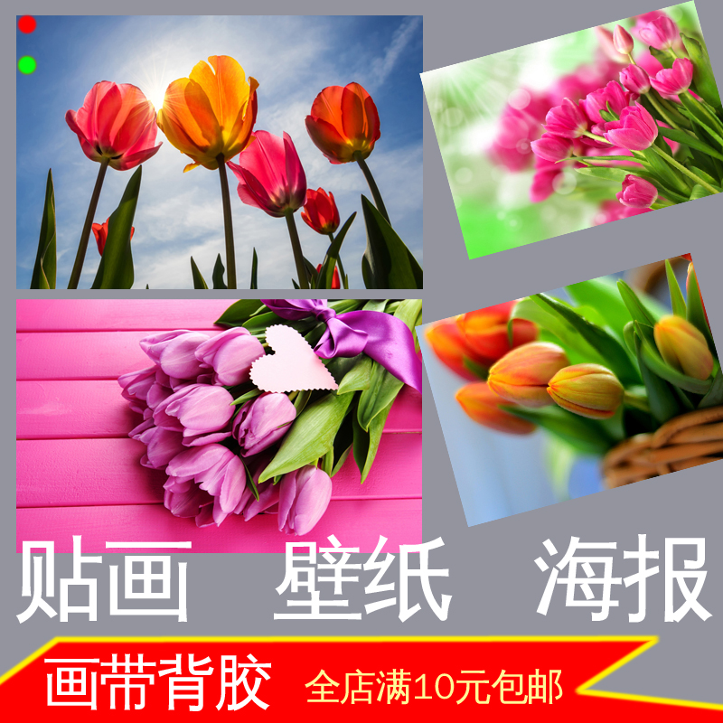 郁金香植物花卉照片鲜花店海报美景卧室装饰画餐厅墙贴画壁挂画图片