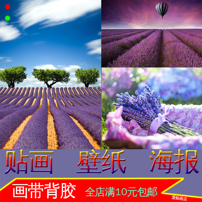 薰衣草普罗旺斯植物花卉照片海报鲜花风景墙贴画壁画装饰画贴纸图片