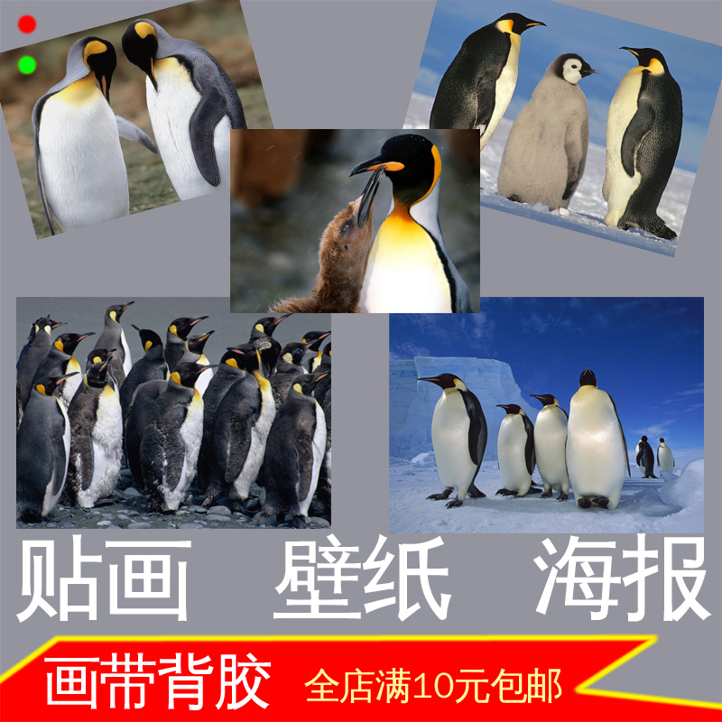 企鹅照片可爱南极冰川动物装饰画鸟类游禽墙贴画宿舍卧室壁挂画