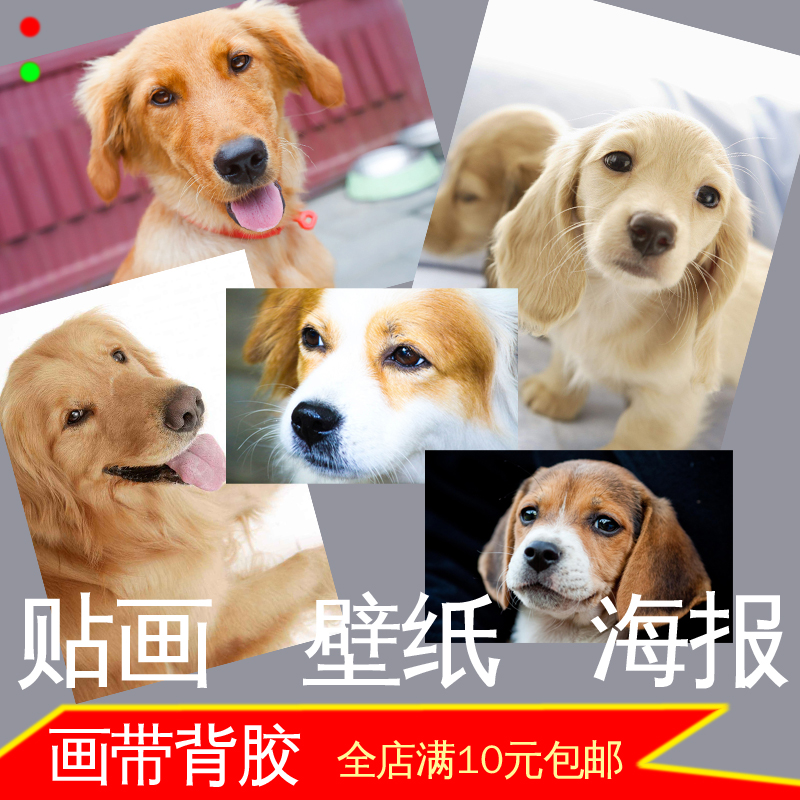 可爱萌宠狗狗犬类照片写真宠物店海报装饰画墙贴画动物玄关壁挂画图片