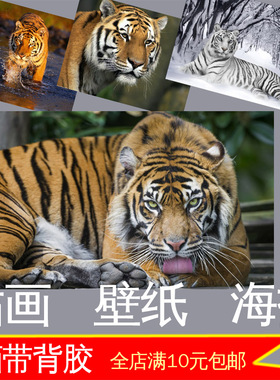 老虎森林照片海报墙贴画