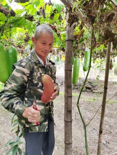 山河星新鲜香如蜜甜如蜜红香蜜香茹蜜罕见的网红水果甜瓜大果 3斤